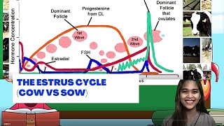 VET ENDO  The Estrus Cycle Cow vs Sow  Student Output [upl. by Sesylu428]