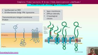 Topology of Integral Membrane Protein  Insertion in ER  CSIR Life Science  GATE doorsteptutor [upl. by Seldan]