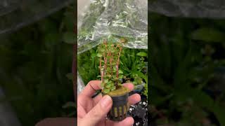 Rotala Rotundifolia Orange Juice plants aquarium aquariumplants [upl. by Niffirg]