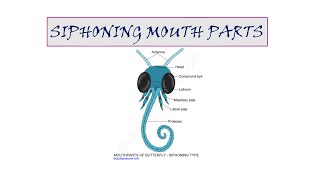 5 SIPHONING MOUTH PARTSSEM VI INSECTS VECTORS amp DISEASES [upl. by Hew]