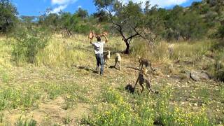 Andrew Feeding a Cheetah  Amani Lodge Namibia [upl. by Iliak585]