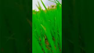 Barish ka mausam 672024 viral youtubeshorts trendingshorts viral [upl. by Rourke606]