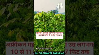 Mahogany tree vs Tissue culture teak shortvideo shivashakti farming mahogany bihar [upl. by Bradleigh]