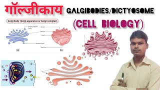 Structure of Golgi bodies Golgi upkarndictyosomeIdiosomeगॉल्जीकाय या ईडियोसोम डिक्टियोसोम। [upl. by Bibby]