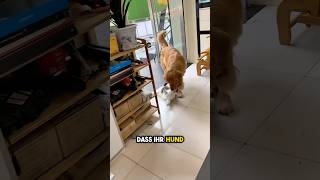 Hund schleppt Katze Um HILFE [upl. by Ettelimay]