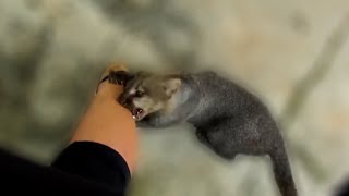 Rescued jaguarundi really wants me to play with him [upl. by Alsi]