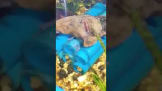 crayfish tank set up fishparkchannel [upl. by Niatsirk936]