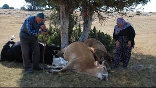 Kütahya Valiliği inekleri telef olan yaşlı çifte ulaştı [upl. by Oivaf670]