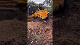 Carlton 7015 Stump Grinding shorts florida treework bluecollar grinder machinery diesel [upl. by Divad]