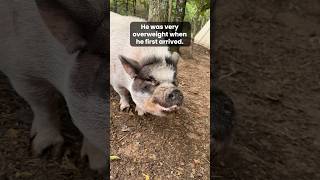 Check out Mr Ps weight loss success story 💪🐷 pigs animalrescue [upl. by Tirrej]