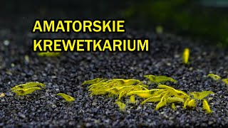 Zakładanie prostego krewetkarium dla krewetek NEOCARIDINA MIX [upl. by Negriv]