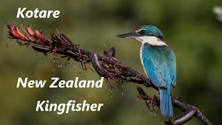 New Zealand Kingfisher [upl. by Anastasia]