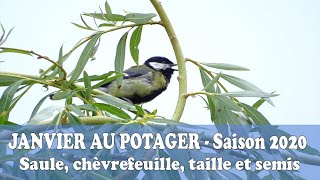 Comment tailler votre SAULE PLEUREUR amp CHEVREFEUILLE [upl. by Eenyaj]