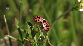 PUNAISE Rouge du ChouAccouplementEurydema ornata  BRUITX [upl. by Siriso]