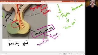 Biology 2020 Chapter 17 The Endocrine System Hypothalamus and Pituitary Gland Video 4 [upl. by Yadsendew]