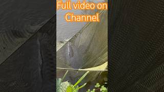 MASSIVE CARP CAUGHT IN OUR YOUTUBE FISHING COMP Full video on channel [upl. by Nodnahs826]