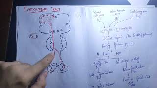 guyton 56 part 2corticospinal tractpyramidal and Extrapyramidal tractcontrol of motor function [upl. by Lerak292]