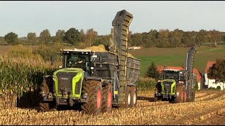 Maïs 2024  2x Claas Xerion 5000 met Stapel overlaadwagens  Claas Jaguar 970  MAN  Maize harvest [upl. by Eisso]