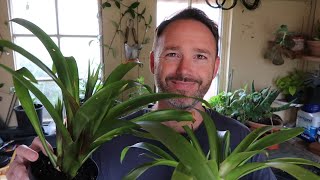 Bromeliad Care and Propagation  Guzmania [upl. by Ikairik]