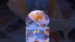 My Fish Tank 🐠🐟acquarium aquariumfish fishingvideo fish shorts short shortvideo [upl. by Ateekram]