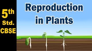 Reproduction in Plants  5th Std  Science  CBSE Board  Home Revise [upl. by Ytima]