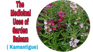 Garden Balsam Kamantigue and the Medicinal Uses  Proven and Tested [upl. by Lessirg]