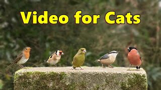 Videos for Cats to Watch  Cat TV   Birds in England ⭐ 8 HOURS ⭐ [upl. by Felix]