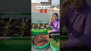 How to grow strawberry 🍓 at home strawberry youtubeshorts [upl. by Kera]