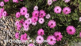 Osteospermum ecklonis Garden Center online Costa Brava  Girona [upl. by Pish]