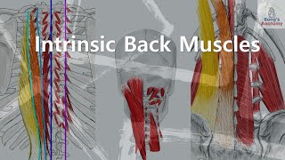 2 TrunkIntrinsic back muscles muscles anatomy bones art humanbody medicalstudent [upl. by Haela349]