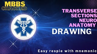 Mnemonics for drawing the transverse sections at level of medulla oblongata olivary nuclei inf pons [upl. by Uchish]