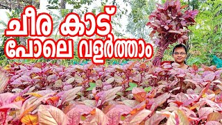 ചീര വിത്ത് ഈ രീതിയിൽ പാകി നോക്കൂ  ചീര കൃഷി  Cheera Krishi in Malayalam [upl. by Annunciata]