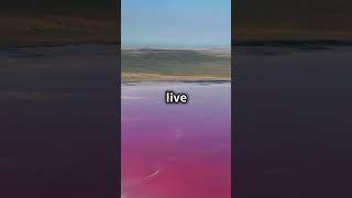 Lake Hillier’s Pink Water [upl. by Trellas]