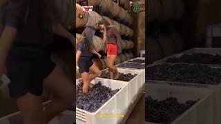 Traditional Grapes Wine Making Process [upl. by Aelram143]