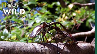 Stag Beetles Fight For Love  Nat Geo Wild [upl. by Saltsman]