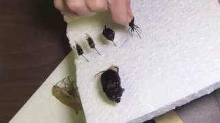 How To Pin Insects Part 1 [upl. by Laks]