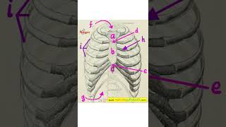 Anatomy Lesson  Thoracic Wall Rib Cage  Anterior View [upl. by Ynavoj]