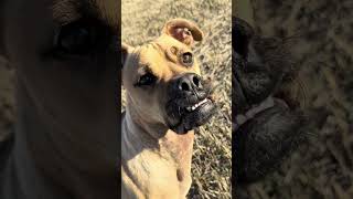 The truth about please enjoy this video of Arlo “fetching” dogswhodontknowhowtodog [upl. by Zingale]