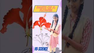 Parts of a flower 7th science school education english medium [upl. by Asile889]