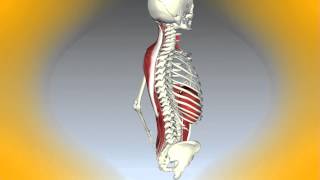 PARA QUÉ NOS SIRVE LA COLUMNA VERTEBRAL [upl. by Nnaira]