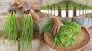 Tips for growing onions in plastic cups easily  Grow quickly [upl. by Nadual823]