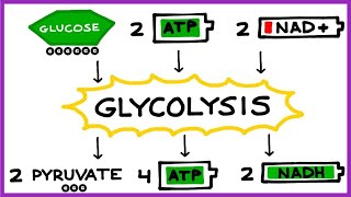 Aerobic Cellular Respiration Glycolysis Prep Steps [upl. by Chad]