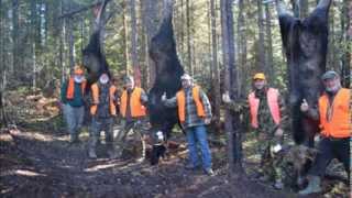 Chasse Orignal Gaspésie 2013 ZONE 1 [upl. by Aia469]