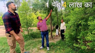 क्या इस किसान ने 5 एकड़ में चंदन की खेती करके सही निर्णय लिया है Sandalwood Chandan Tree farming [upl. by Enyala]