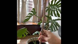 How to set up your Monstera for success [upl. by Maccarone]