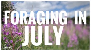 Foraging in July Part 1 of 2  UK Wildcrafts Foraging Calendar [upl. by Burkhardt]