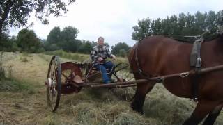 Making hay with Belgian draft horse Hooien met trekpaard [upl. by Sirtimid]