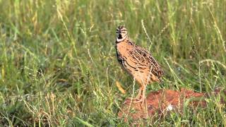 Rain Quail  calling [upl. by Geralda]