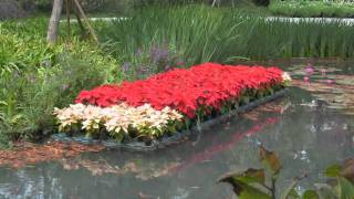 溼地水池花卉浮島Wetland pond flowers floating island [upl. by Herrmann]