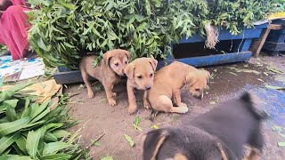 So Adorable Puppies  HonestInnocentIntelligentFull of True Love amp No Criminal thinking [upl. by Dolhenty]